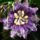Passiflora_incarnata-001_328280_29159_t