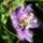 Passiflora_incarnata_328298_35985_t