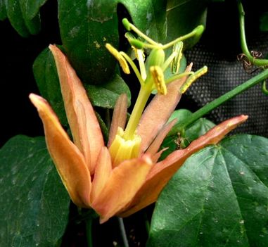 Passiflora-aurantia
