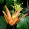 Passiflora-aurantia