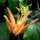 Passifloraaurantia_328281_29582_t