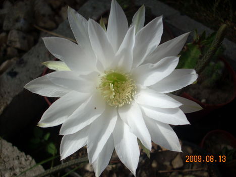 Virágzó E. subdenudata