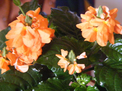 Crossandra