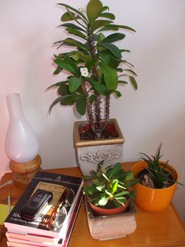 Euphorbiaim