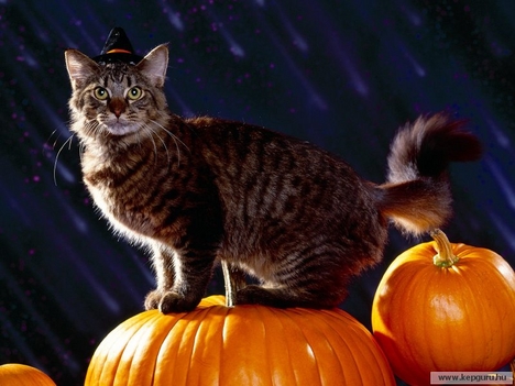 halloween és a cica
