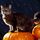 Halloween_es_a_cica_32701_257143_t