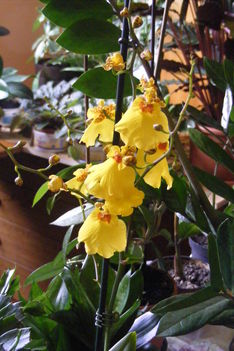 Oncidium /orchidea/