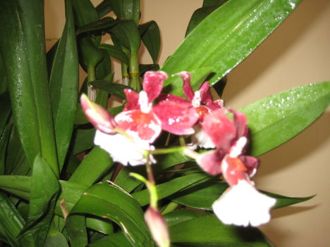 Orchidea2
