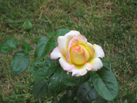 Rózsa10