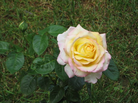 Rózsa13