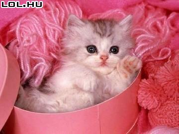 Rózsaszínes macska
