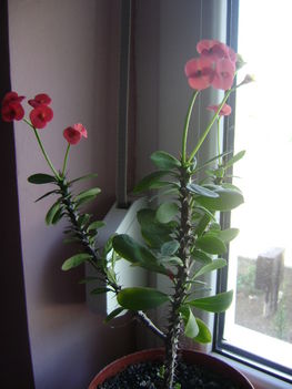 virágaim 2