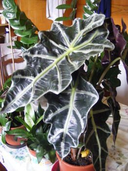 Alocasia