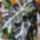 Alocasia_331950_82689_t