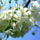 Cseresznye_6_331165_63100_t