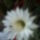 Echinopsis-002_331859_32983_t