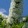 Gyumolcsfak_104_331312_69383_t
