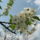 Gyumolcsfak_105_331313_16501_t