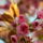 Gyumolcsfak_106_331314_95530_t
