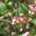 Gyumolcsfak_107_331315_86341_t