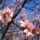 Gyumolcsfak_108_331316_93910_t