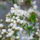 Gyumolcsfak_113_331321_63909_t