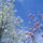 Gyumolcsfak_114_331322_32002_t