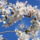 Gyumolcsfak_116_331324_39916_t