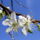 Gyumolcsfak_11_331188_93413_t