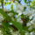 Gyumolcsfak_14_331191_45603_t