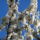 Gyumolcsfak_16_331193_58806_t