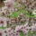 Gyumolcsfak_17_331194_63881_t
