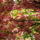Gyumolcsfak_19_331196_30067_t