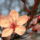 Gyumolcsfak_20_331197_85073_t
