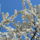 Gyumolcsfak_21_331198_68877_t