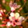 Gyumolcsfak_22_331199_74719_t