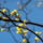 Gyumolcsfak_23_331200_42446_t
