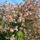 Gyumolcsfak_26_331203_36185_t
