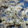 Gyumolcsfak_42_331219_82412_t