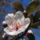 Gyumolcsfak_43_331220_67395_t