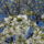 Gyumolcsfak_45_331222_25188_t
