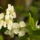Gyumolcsfak_46_331223_79360_t