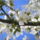Gyumolcsfak_47_331224_72468_t
