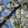 Gyumolcsfak_48_331225_53926_t