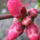 Gyumolcsfak_49_331226_94207_t