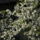 Gyumolcsfak_5_331181_42357_t