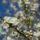 Gyumolcsfak_69_331277_42443_t