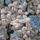 Gyumolcsfak_71_331279_75245_t