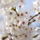 Gyumolcsfak_74_331282_23632_t