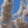 Gyumolcsfak_77_331285_67325_t